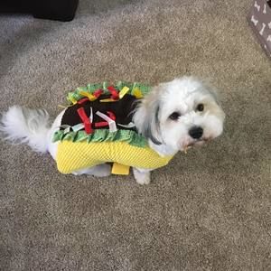 Meet your Posher, Grayson